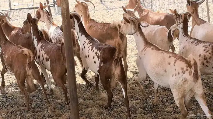 معزا محايليه وجنوبيه دفيع ماعز مقاني مراح 12