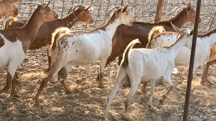 معزا محايليه وجنوبيه دفيع ماعز مقاني مراح 27