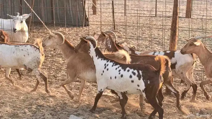 معزا محايليه وجنوبيه دفيع ماعز مقاني مراح 47