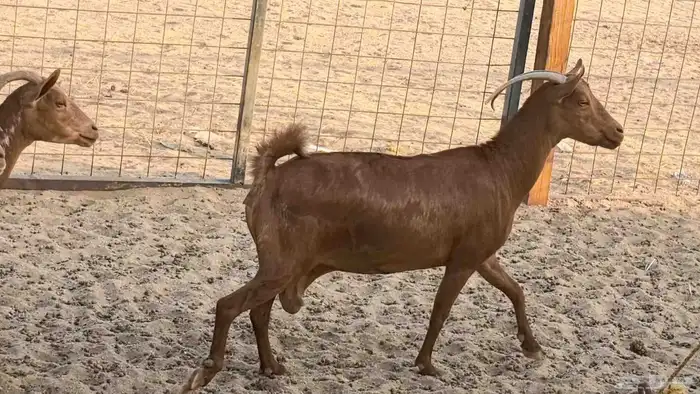 معزا محايليه وجنوبيه دفيع ماعز مقاني مراح 34