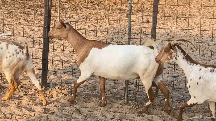 معزا محايليه وجنوبيه دفيع ماعز مقاني مراح 48