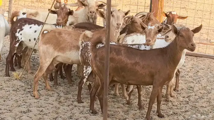 معزا محايليه وجنوبيه دفيع ماعز مقاني مراح 31