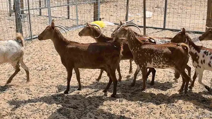 معزا محايليه وجنوبيه دفيع ماعز مقاني مراح 11