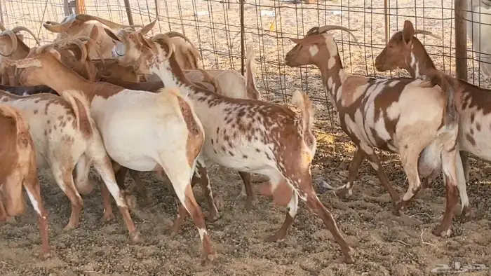 معزا محايليه وجنوبيه دفيع ماعز مقاني مراح 49