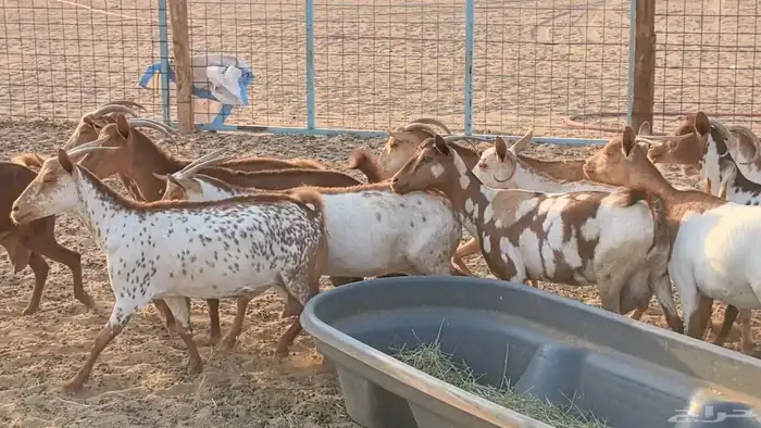 معزا محايليه وجنوبيه دفيع ماعز مقاني مراح 45