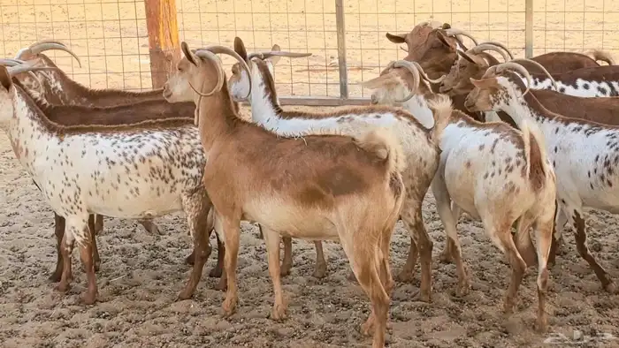 معزا محايليه وجنوبيه دفيع ماعز مقاني مراح 43