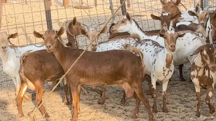 معزا محايليه وجنوبيه دفيع ماعز مقاني مراح 5