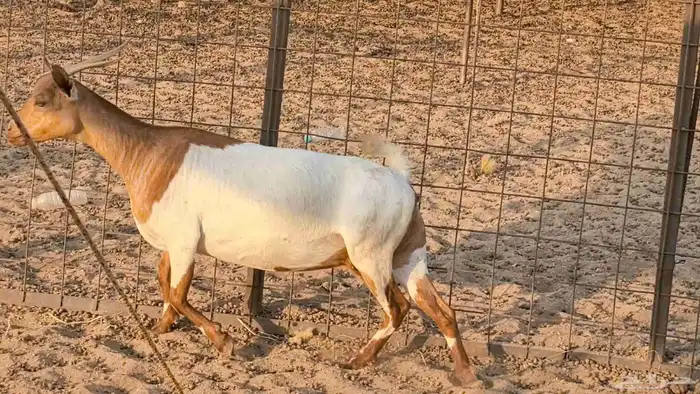 معزا محايليه وجنوبيه دفيع ماعز مقاني مراح 39