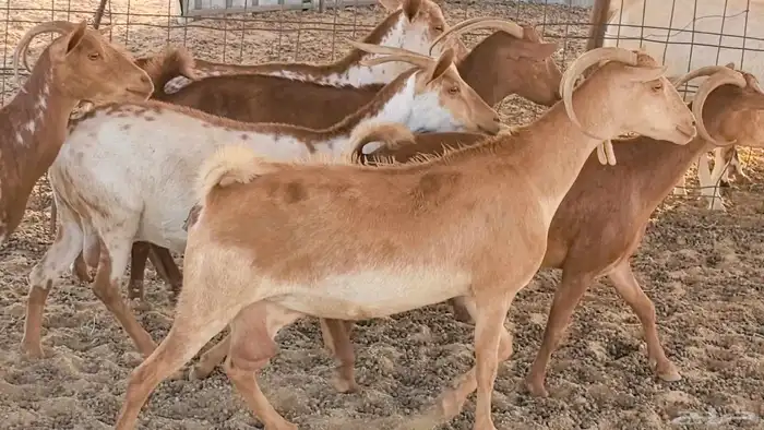 معزا محايليه وجنوبيه دفيع ماعز مقاني مراح 29