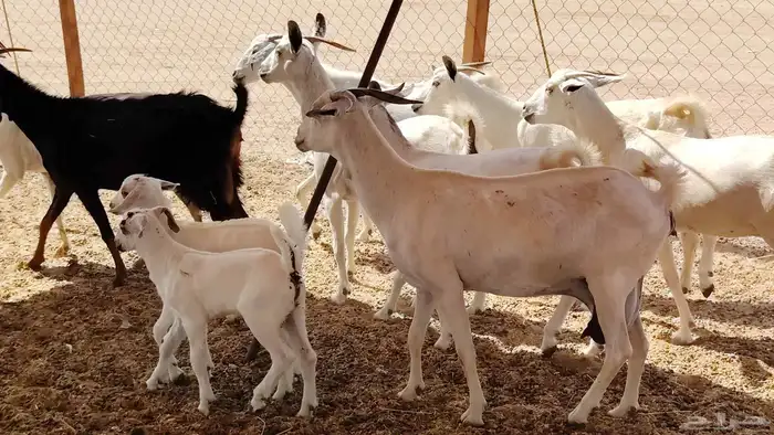معزا بيشيات طيبه 9 تحتها 3 من 1050 12