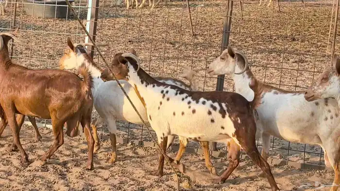 معزا محايليه وجنوبيه دفيع ماعز مقاني مراح 40