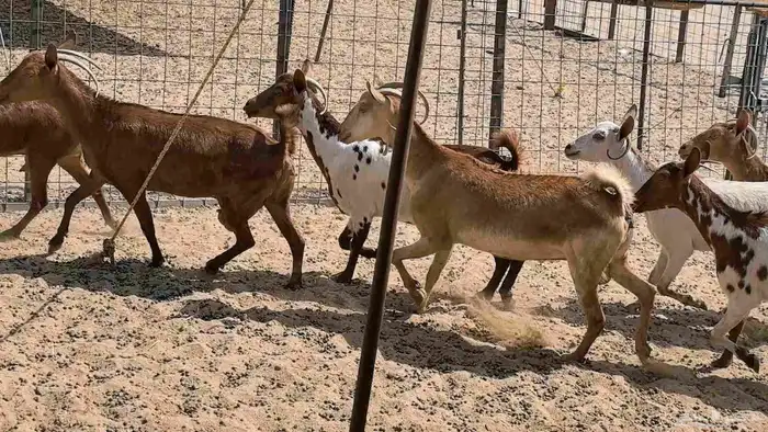 معزا محايليه وجنوبيه دفيع ماعز مقاني مراح 8