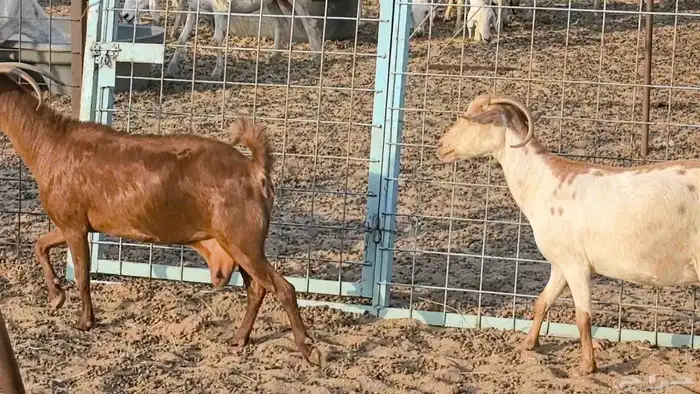 معزا محايليه وجنوبيه دفيع ماعز مقاني مراح 24