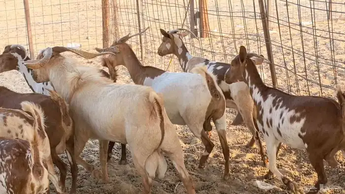 معزا محايليه وجنوبيه دفيع ماعز مقاني مراح 44