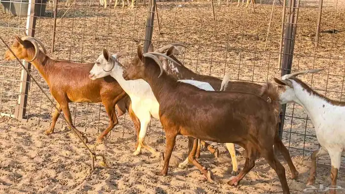 معزا محايليه وجنوبيه دفيع ماعز مقاني مراح 41
