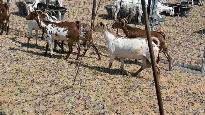 معزا محايليه وجنوبيه دفيع ماعز مقاني مراح 10