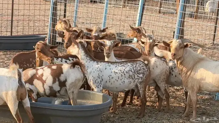 معزا محايليه وجنوبيه دفيع ماعز مقاني مراح 26