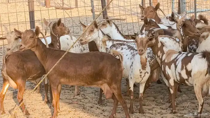 معزا محايليه وجنوبيه دفيع ماعز مقاني مراح 0