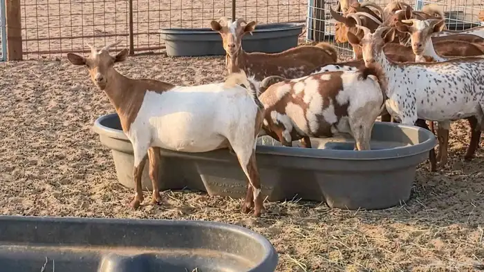 معزا محايليه وجنوبيه دفيع ماعز مقاني مراح 17