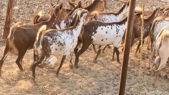 معزا محايليه وجنوبيه دفيع ماعز مقاني مراح 35