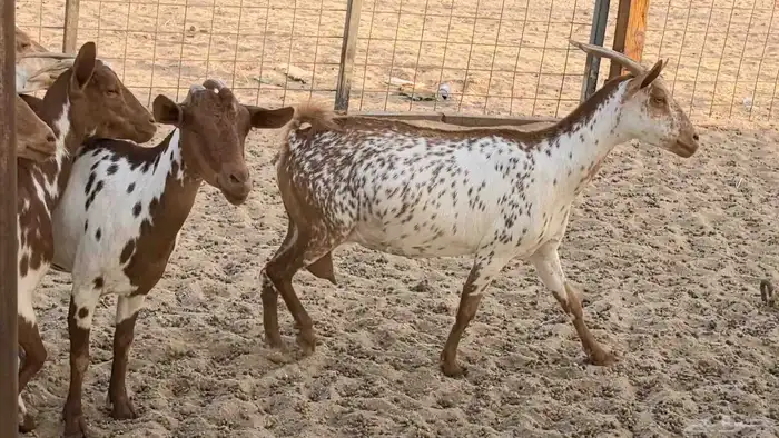 معزا محايليه وجنوبيه دفيع ماعز مقاني مراح 37