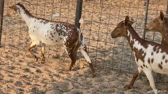 معزا محايليه وجنوبيه دفيع ماعز مقاني مراح 46
