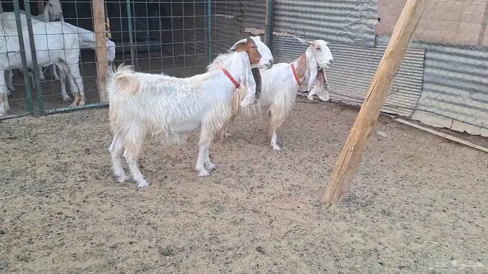 عنزين مشاريك بيض طيبه لاهل الزين 0