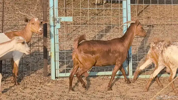 معزا محايليه وجنوبيه دفيع ماعز مقاني مراح 3