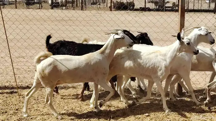 معزا بيشيات طيبه 9 تحتها 3 من 1050 6