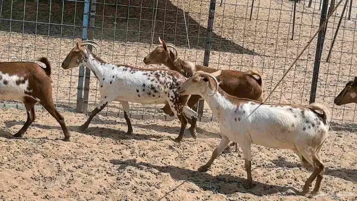 معزا محايليه وجنوبيه دفيع ماعز مقاني مراح 9