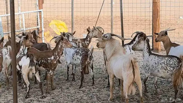 معزا محايليه وجنوبيه دفيع ماعز مقاني مراح 20