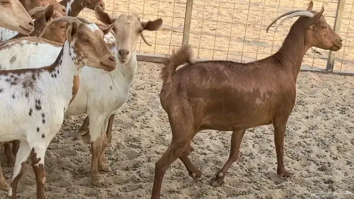 معزا محايليه وجنوبيه دفيع ماعز مقاني مراح 32