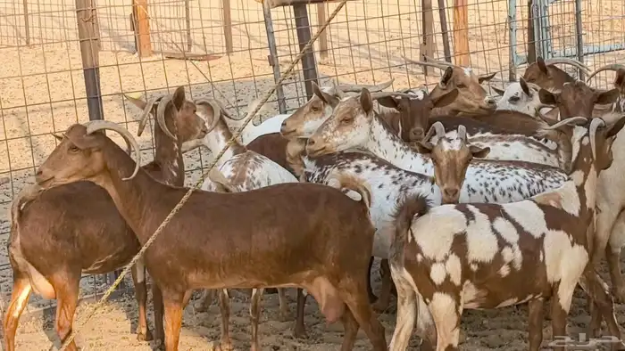 معزا محايليه وجنوبيه دفيع ماعز مقاني مراح 2