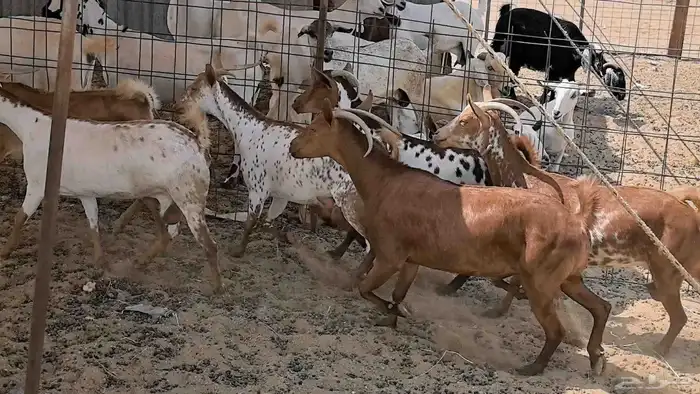 معزا محايليه وجنوبيه دفيع ماعز مقاني مراح 16