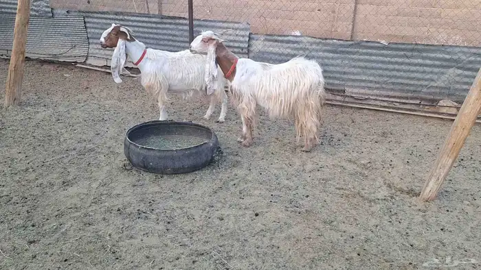 عنزين مشاريك بيض طيبه لاهل الزين 1
