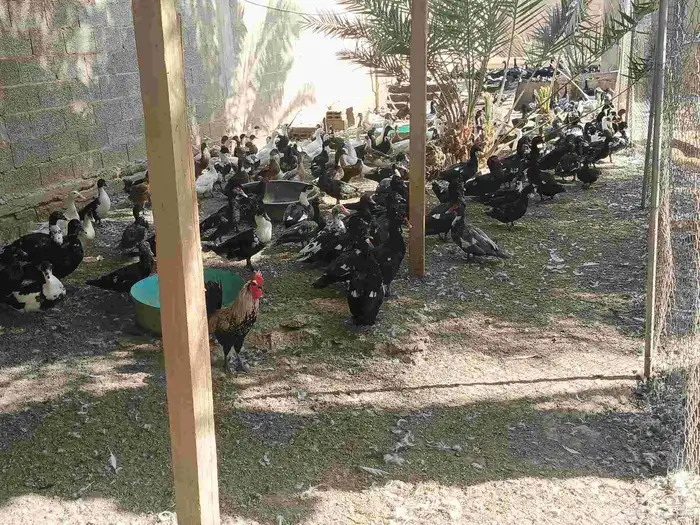 بط بلدي بياض الصحه 100 100واخده جميع التطعيمات العلف راسكو 1