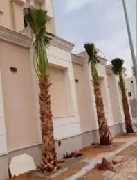 نخل واشنطن 9