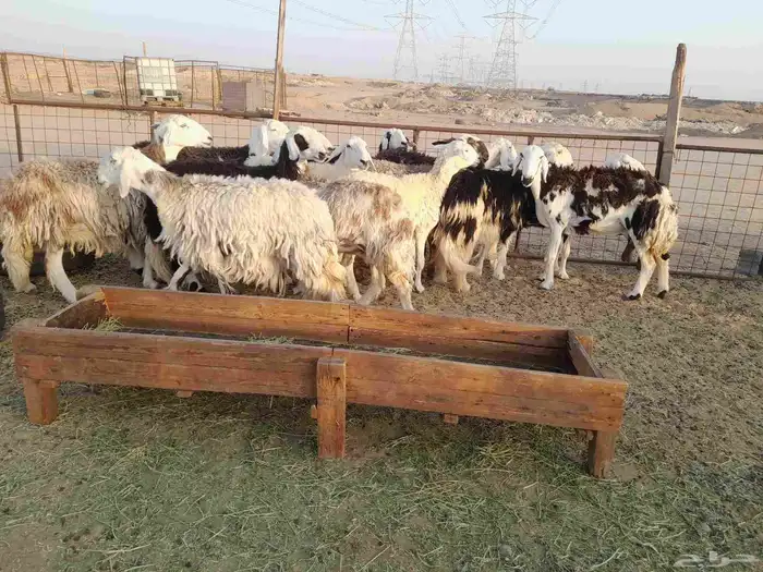 غنم صنف 4
