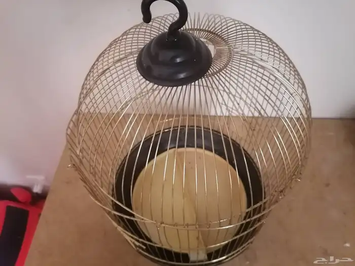 اثنين طيور بادجي مع قفص كبير وقفص صغير للبيع 2