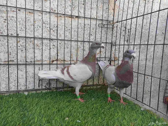 فرش هومر حمام زينه 3