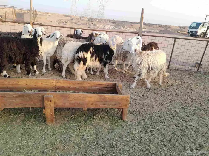 غنم صنف 3
