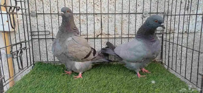 فرش هومر حمام زينه 0