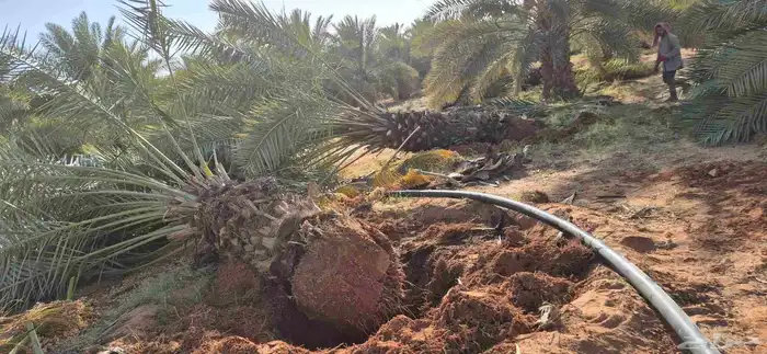 نخل اللبيع في الدوادمي 2