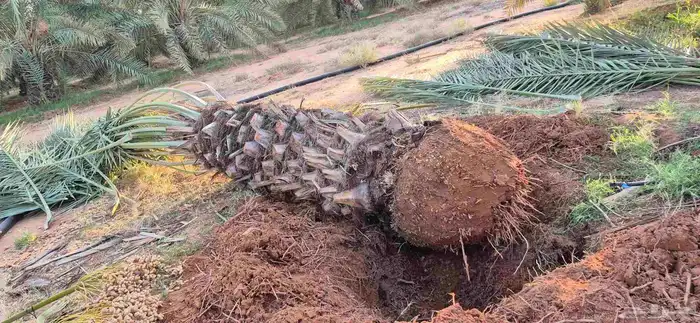 نخل اللبيع في الدوادمي 3