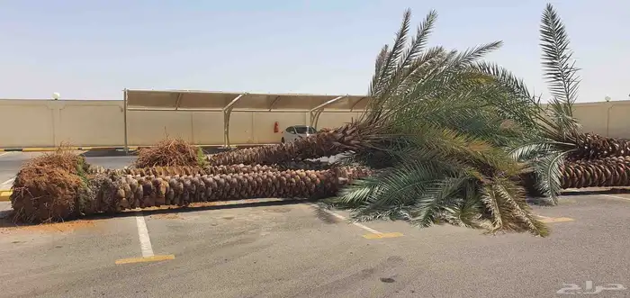 نخل خمسه متر للبيع العدد عشر نخيل عربي جاهز للزراعه مقلوع 1
