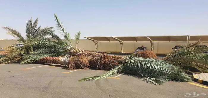 نخل خمسه متر للبيع العدد عشر نخيل عربي جاهز للزراعه مقلوع 0