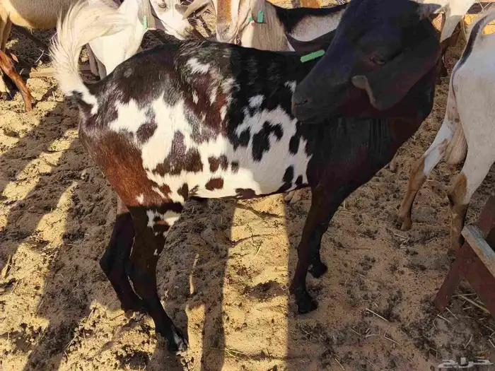 ماشاء الله تبارك الله تيوس يمنيه شحم ولحم 4