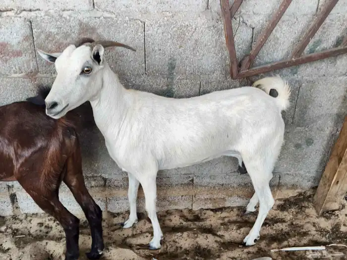 ماشاء الله تبارك الله تيوس يمنيه شحم ولحم 0