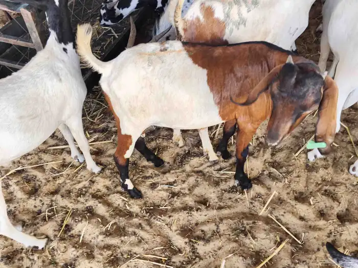 ماشاء الله تبارك الله تيوس يمنيه شحم ولحم 8