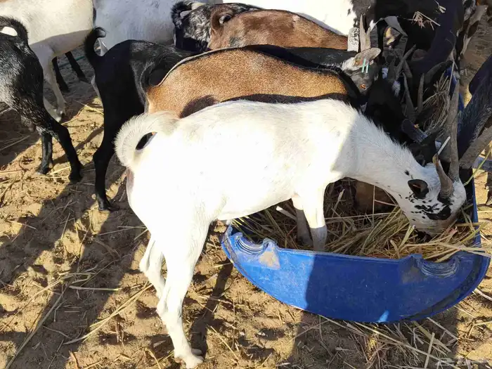 ماشاء الله تبارك الله تيوس يمنيه شحم ولحم 2